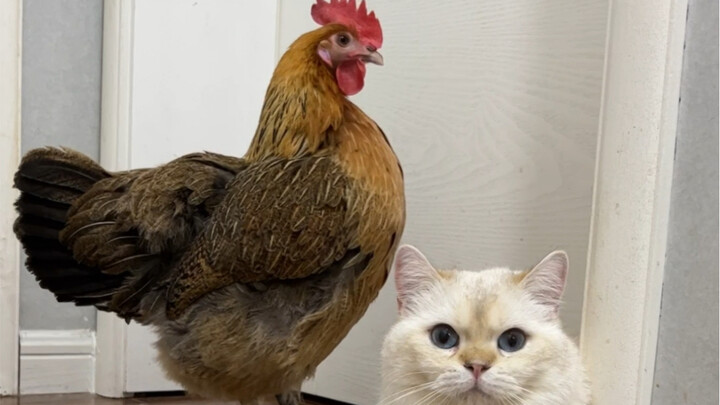 So Delicious: Sheng Nan is way too clean—she’s always trampling on my dignity.