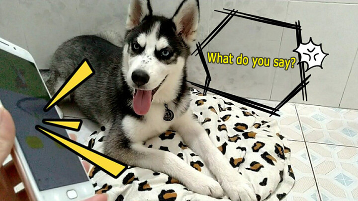 [สัตว์]ใช้ตัวแปลภาษาสุนัขคุยกับฮัสกี้
