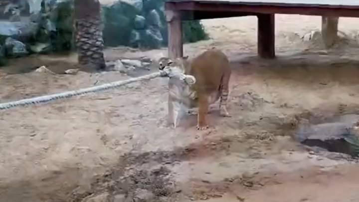 The zoo held a tug-of-war competition, and all sorts of strong contenders came to check it out.