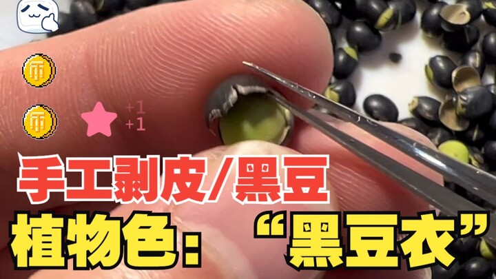 国画工笔重彩-植物色“黑豆衣”