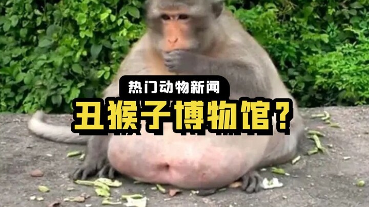 Vườn thú này thích nuôi khỉ xấu, con nào cũng xấu hơn con kia