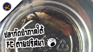 ทำไมปลากัดป่าภาคใต้ที่ส่งมาถึงตายพร้อมดูฟอร์มปลาของFCสไตล์korattv