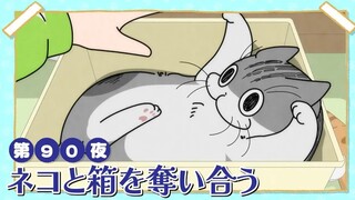【中日字幕】与猫共度的夜晚/每晚和丘丘在一起 第三季 第90夜「和猫猫争夺纸箱」
