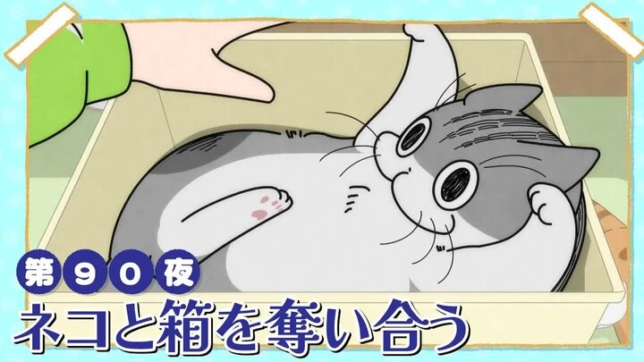 【中日字幕】与猫共度的夜晚/每晚和丘丘在一起 第三季 第90夜「和猫猫争夺纸箱」