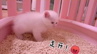 The little kitten pooped for the first time, so hard that it screamed ヽ(´･д･｀)ﾉ