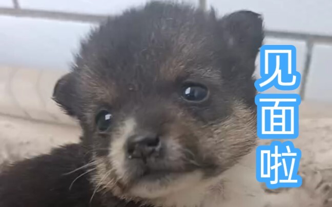 لقائي الأول مع الجرو