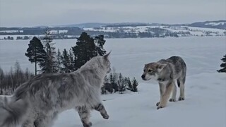 Wolf V's Lynx