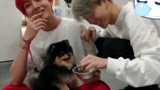 [BTS] Tae Hyung không dỗ được chó, Ji Min thì không thể chịu được nữa!