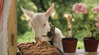 春日必看电影，看完身心都被治愈了！！《森林边缘的寂寞》