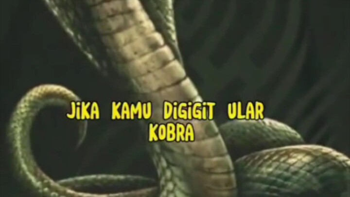 hal yang kamu lakukan ketika dipatuk ular cobra ✅