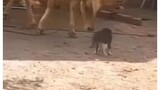 kucing vs sapi