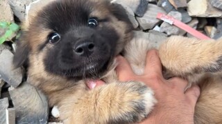 Anak anjing Sheniu telah belajar melacur secara gratis, datang berkunjung ketika ada sesuatu untuk d