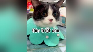 Cúc khoẻ rùi nho cô chú ơiii mèo cat