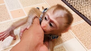 Small Baby Monkey Lion Happy Full Play With Dad