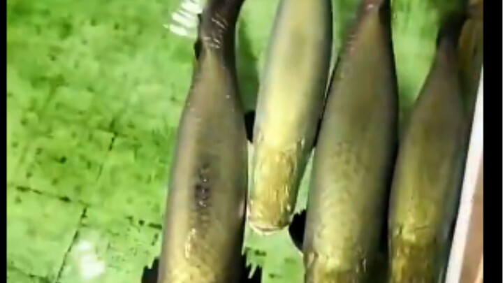 Menikmati terapi ikan itu cukup menyenangkan