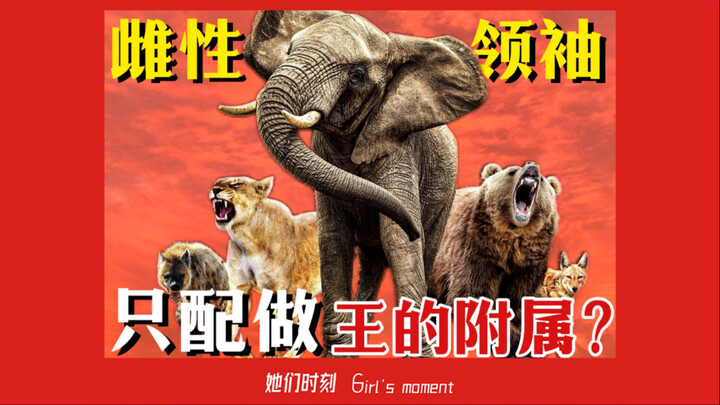 All-female crew reclaims the spotlight, as the “Animal Queen” upends male-dominated narratives!