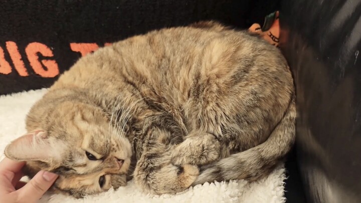 Big Guang, time to get up and eat!