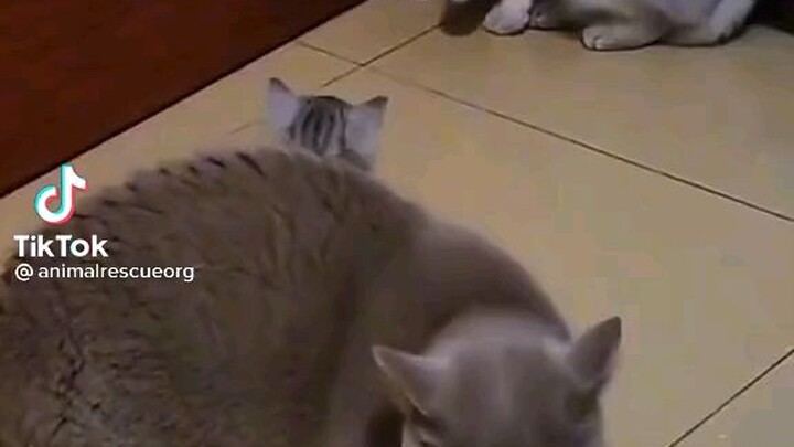 mother protect her kitten 😸