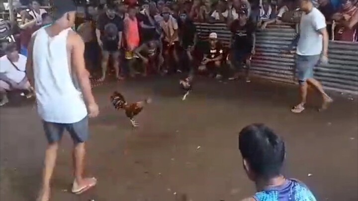 BICOL ERB Gamefarm Bulik