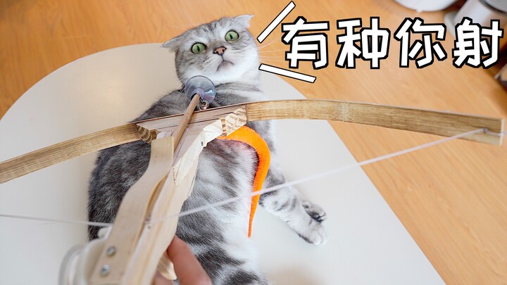 自制钓猫诸葛连弩，猫：快 射 我 啊 ！