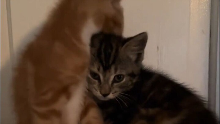 You're the best in the world