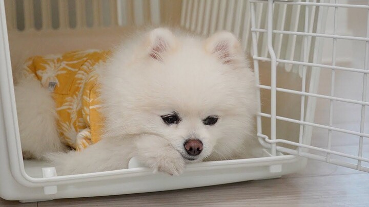 Because after Little Chestnut left, the sullen Xue’er actually…