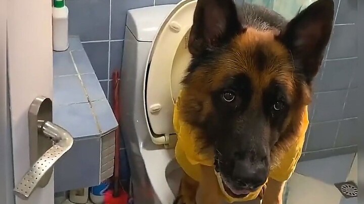 Guys, bagaimana nih? Haruskah aku kasih tahu si Nianmian kalau dia sebenarnya seekor anjing? Seperti