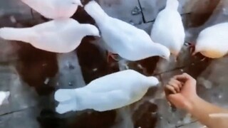 Merpati: Fisika sudah tidak ada lagi