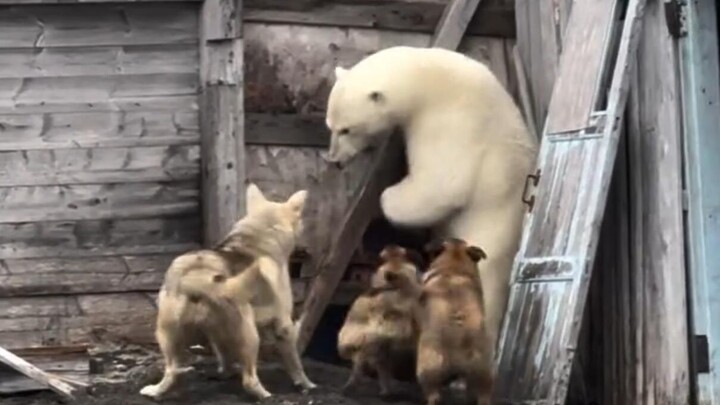 Those amazing animal videos!