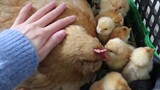[Động vật]Gà mái nhà tôi ấp nở 10 quả trứng và nó đang bảo vệ gà con