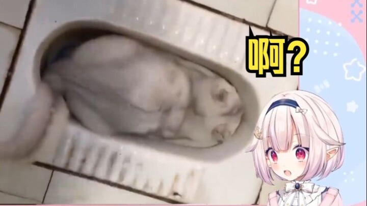 日本萝莉看《养猫劝退指南》直接裂开