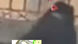 Bạn cũng muốn đấu với bố à?