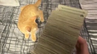 Money and a cat🐱