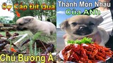 Dương KC | Bông Bé Bỏng ham ăn | chó thông minh đáng yêu | cute smart dog pet | Thú Cưng TV