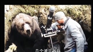 الدب: تقرير يا سيدي، حديقة الحيوان ليست جيدة، لا يُسمح بالتدخين.