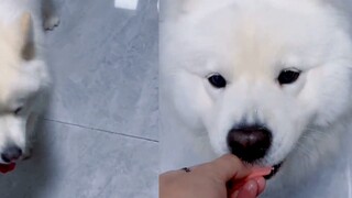 If the ham sausage falls on the floor and you call the dog to eat it, the dog will turn around and r