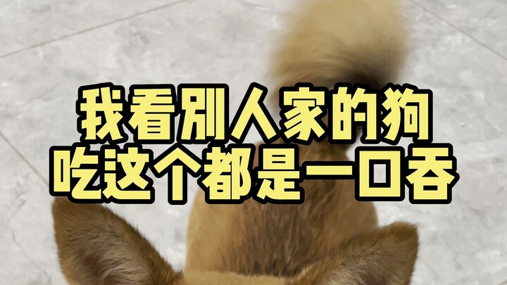 หมาตัวไหนช่างเรื่องมากขนาดนี้!