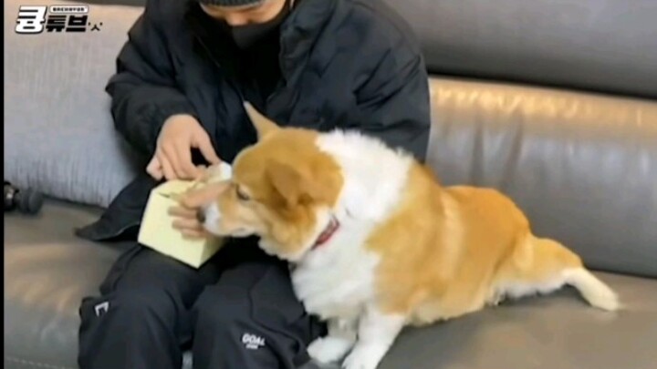 【بايكهيو】 كم يمكن أن يكون بايكهيو لطيفًا وهو ينادي مونغ رونغ؟