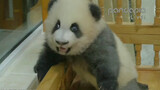 Hewan|Panda Lucu