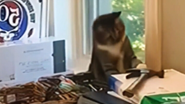 What’s the little kitten even trying to prove?