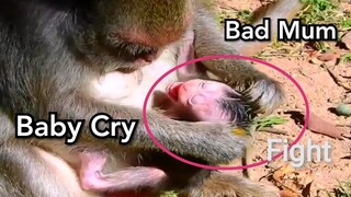 Very Broken Heart! Bad Mum Monkey Jade Terrified Fighting Baby Jayden Just Born 3 Days Ago