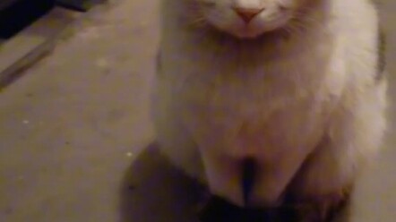 بعد أن أطعمتَ قطةً مشردة، أصبح لديك ما تهتم به، وأصبحت لديها آمال تنتظرها.