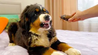 Can You Watch These Dogs Without Laughing Try it 😍 Funniest Dog