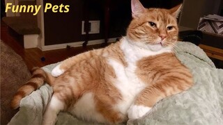 Funniest Cats And Dogs Videos 😁😁  Funniest Animals 2024 - Funny pets #13