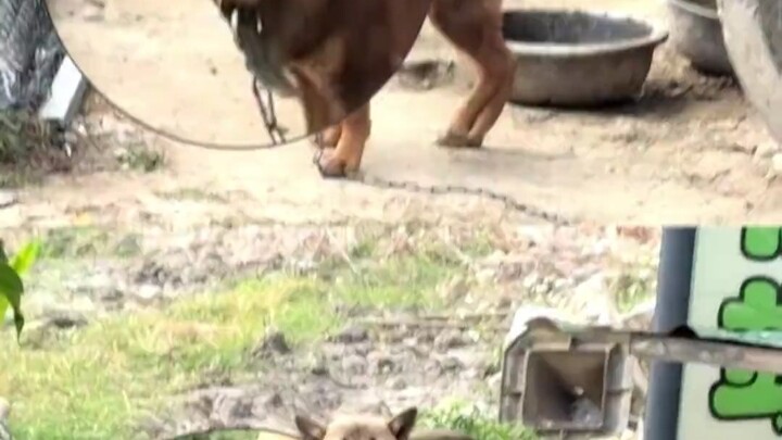 ครั้งแรกที่เห็นความสงสัยบนหน้าหมา!