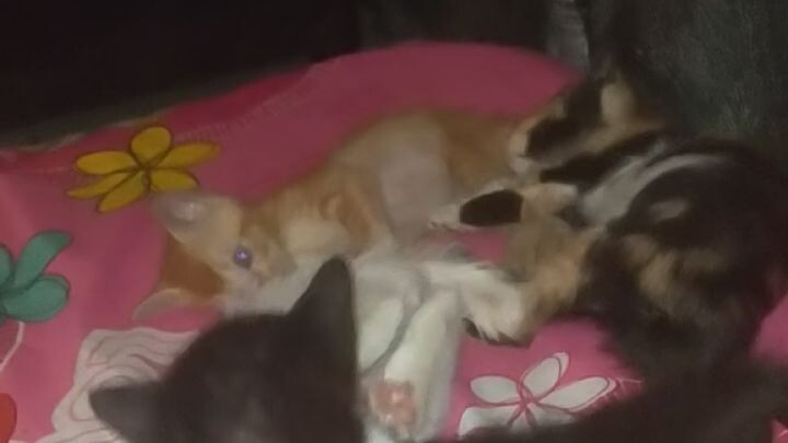 mpus mpus sedang main 😆