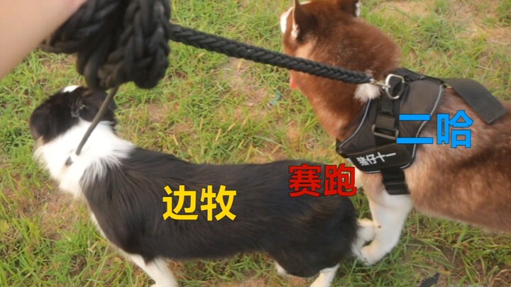 Husky: Kalau bukan karena aku gemuk, masak aku kalah cepat dari Border Collie?