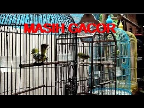 Sirtu Jantan Dan Betina !! Gacor Saat Dikasih Makan