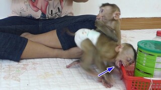 OMG!! Little Monkey Maki and Baby Maku Extremely Crying Cannot Wait Milk
