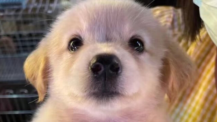 Video đầu tiên ~ Mình cũng có cún con rồi đấy!